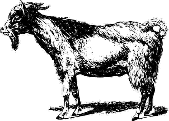 What is Eid ul Adha? Hajj Qurbani Farz Celebration